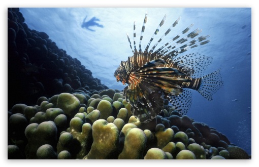 Download Lionfish Pacific Ocean UltraHD Wallpaper