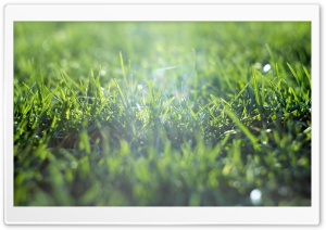 Grass Field