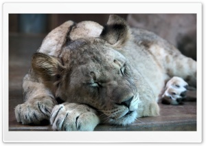 Lion Cub