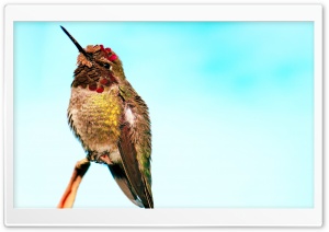 Hummingbird Head Up