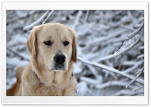 Labrador Retriever, Winter