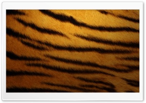 Tiger Skin By K23
