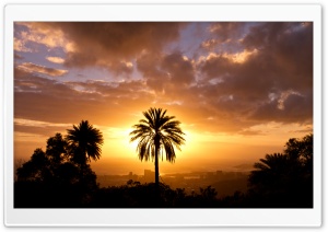 Palm Tree In Sunset Light