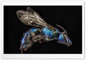 Iridescent Bee, Augochlora...