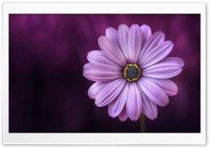 Purple Daisy Flower