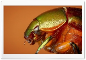Colorful Beetle Insect Macro