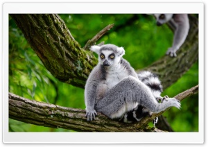 Ring Tailed Lemur in Tree