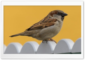 Sparrow, Sperling