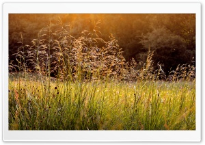 Morning Dew Grass