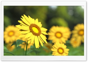 Sunflowers 3D