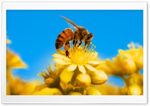 Honey Bee, Yellow Flower,...