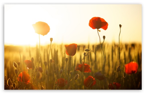 Download Green Wheat Field and Poppies UltraHD Wallpaper
