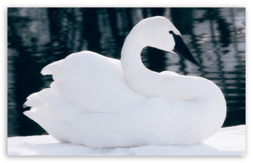 Download Swan UltraHD Wallpaper