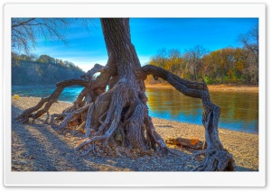 Rooted, Mississippi River at...