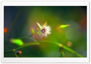 White Flower