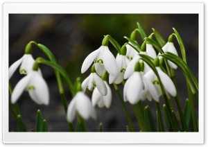 Snowdrops Macro