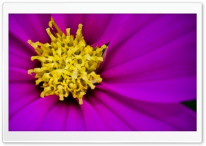 Purple  Cosmos Flower Macro