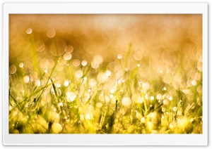 Grass Bokeh