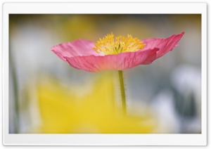 Single Poppy In Garden...