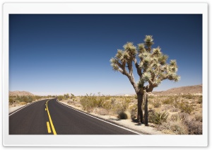 Joshua Tree Desert Road