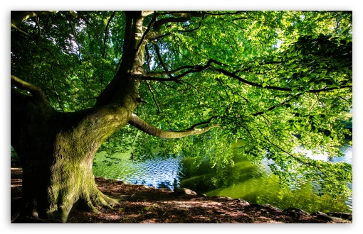 Download Beautiful Tree by the River, Nature Photography UltraHD Wallpaper