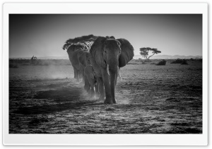 A Herd of African Elephants...