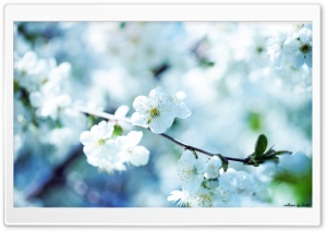 White Cherry Plum Flowers