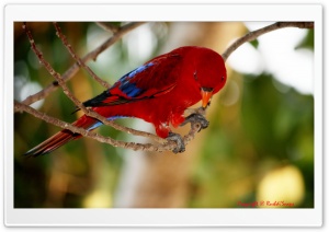 Red and Blue Bird