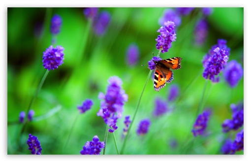 Download Small Tortoiseshell Butterfly, Lavender Flowers UltraHD Wallpaper