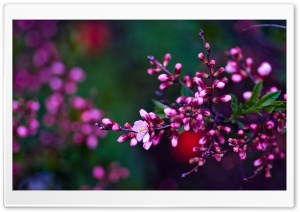 Pink Buds