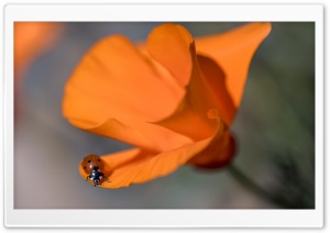 Ladybug, California Poppy, Macro