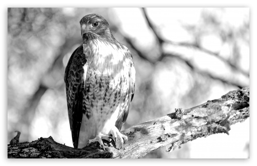 Download Red-tailed Hawk Scanning Area UltraHD Wallpaper