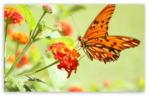 Download Orange Butterfly UltraHD Wallpaper