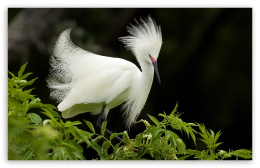 Download Snowy Egret In Breeding Plumage Florida UltraHD Wallpaper