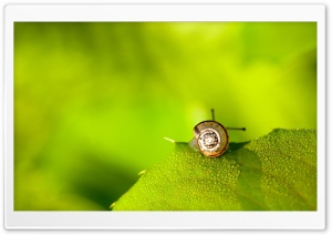 Snail On Leaf