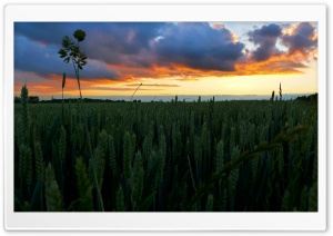 Sunset In The Wheat Field