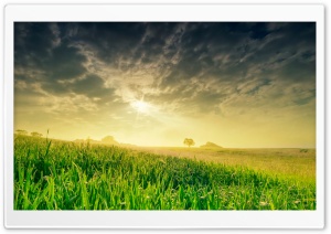 Summer Field In The Morning