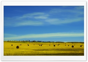 Hay Bales in a Field