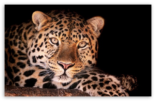 Download Magnificent Leopard UltraHD Wallpaper