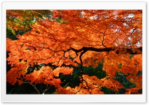Beautiful Japanese Maple Tree