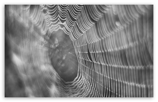 Download Dew On Spider Web Macro UltraHD Wallpaper