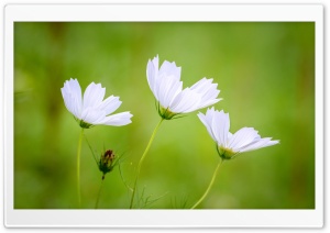 White Cosmos Flowers, Green...