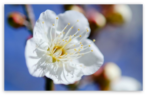 Download Plum Blossoms Macro UltraHD Wallpaper