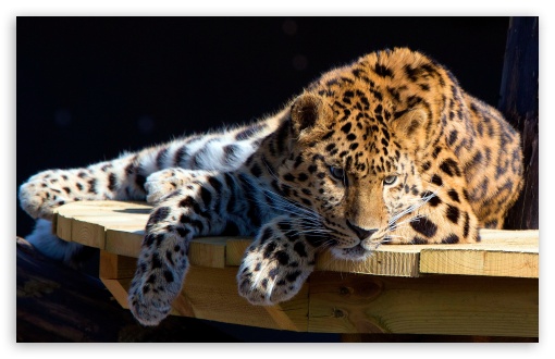 Download Panthera Pardus UltraHD Wallpaper