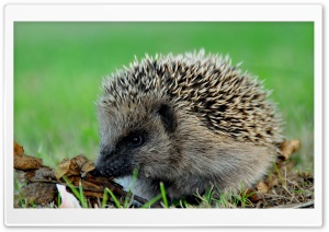 Cute Hedgehog