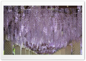 Wisteria Tree Tunnel