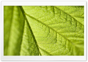 Leaf Texture Macro