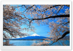 Sakura and Mount Fuji