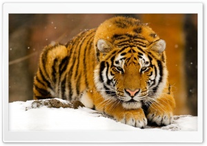 Siberian Tiger In Snow
