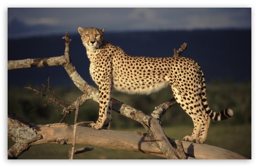 Download Female Cheetah On The Lookout Masai Mara Kenya UltraHD Wallpaper